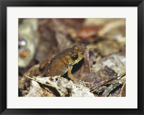 Framed Close-up of a toad on the ground Print