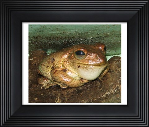 Framed Cuban Tree Frog Print