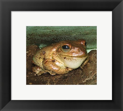 Framed Cuban Tree Frog Print