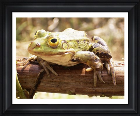 Framed Frog on Bough Print