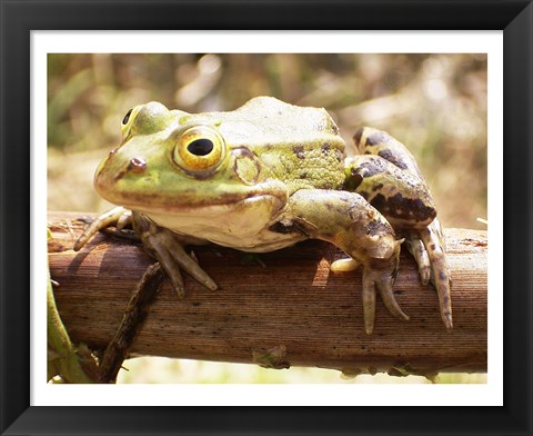 Framed Frog on Bough Print