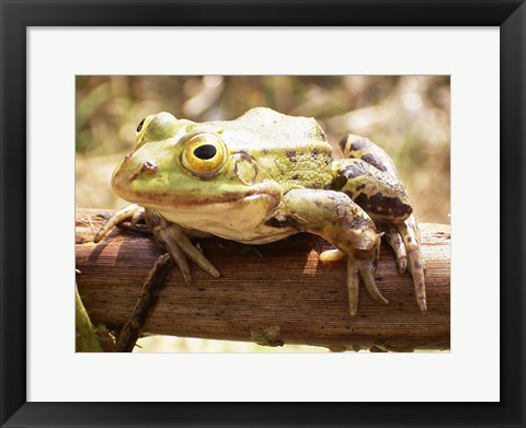 Framed Frog on Bough Print