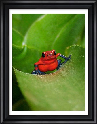 Framed Poster Frog Print