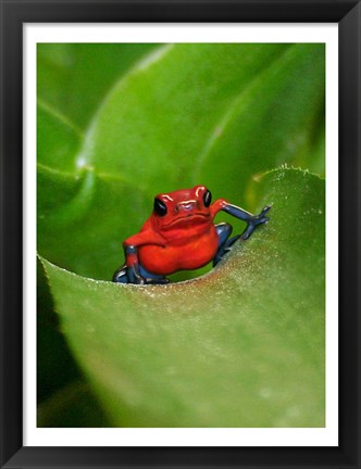 Framed Poster Frog Print