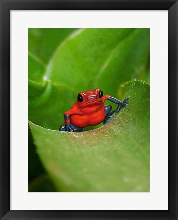 Framed Poster Frog Print