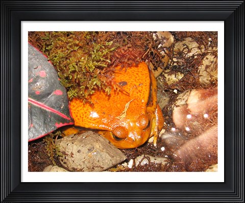 Framed Tomato Frog Print