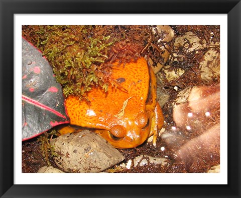 Framed Tomato Frog Print