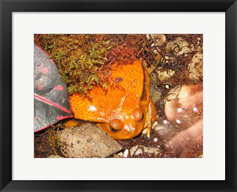 Framed Tomato Frog Print