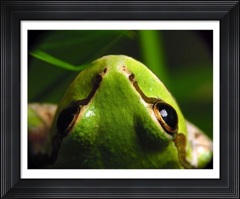 Framed Tree Frog Print