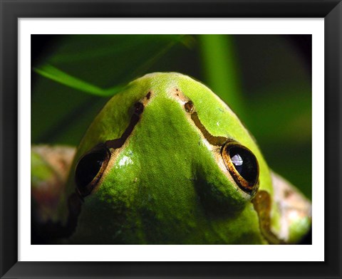 Framed Tree Frog Print