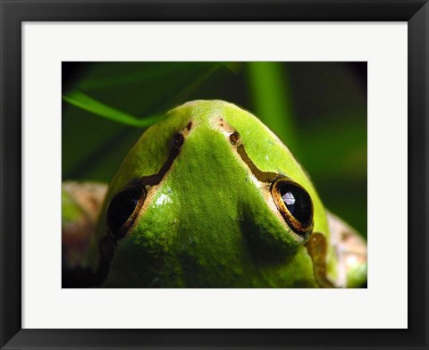 Framed Tree Frog Print