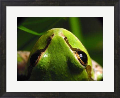 Framed Tree Frog Print