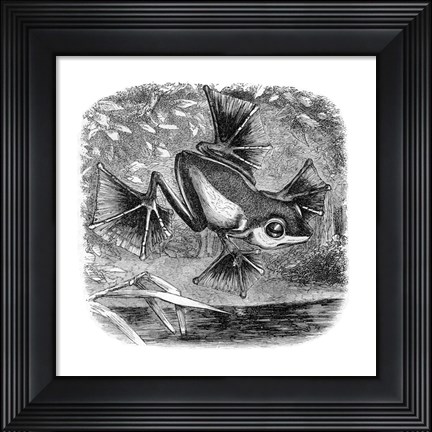Framed Wallace Frog Print
