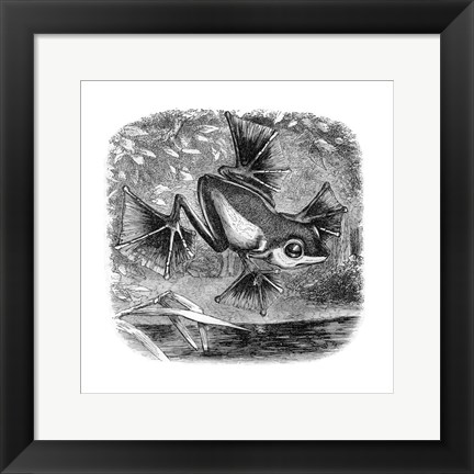 Framed Wallace Frog Print