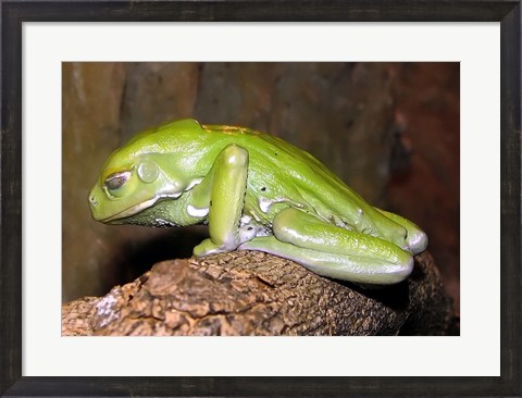 Framed Waxy Tree Frog Print