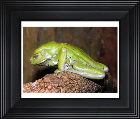 Framed Waxy Tree Frog Print