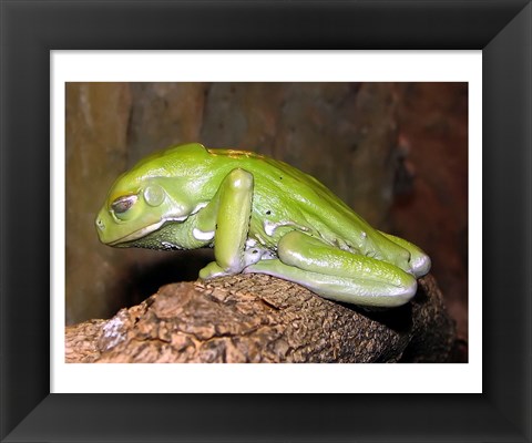 Framed Waxy Tree Frog Print