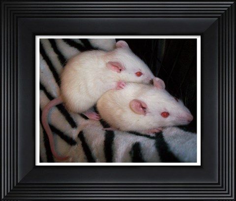 Framed White Mice Print