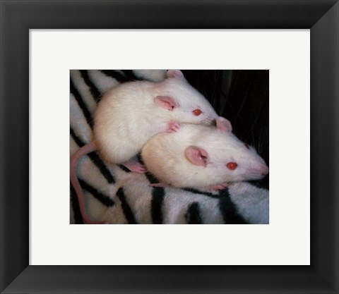 Framed White Mice Print