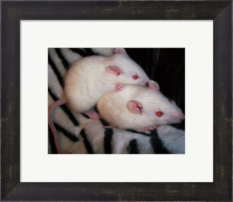Framed White Mice Print