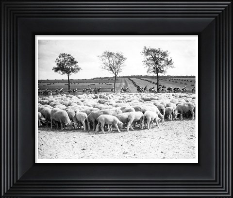Framed Cyclists passing a herd of sheep, Tour de France 1938 Print