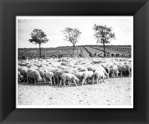 Framed Cyclists passing a herd of sheep, Tour de France 1938 Print