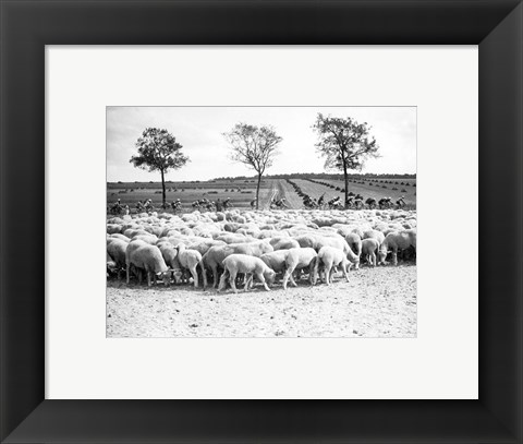 Framed Cyclists passing a herd of sheep, Tour de France 1938 Print