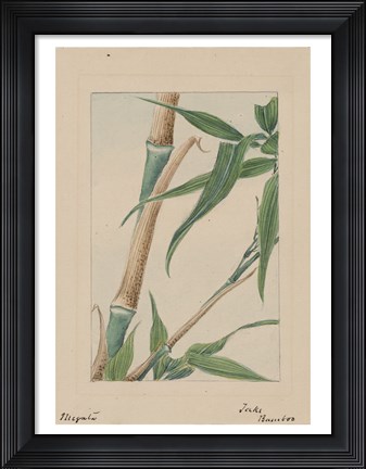 Framed Bamboo Tree Detail Print