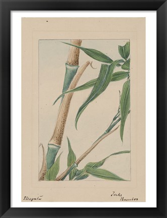 Framed Bamboo Tree Detail Print