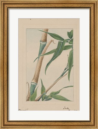Framed Bamboo Tree Detail Print
