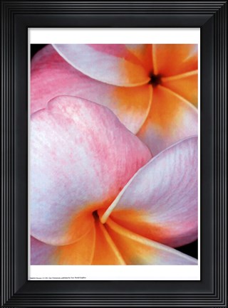 Framed Flowers I Print