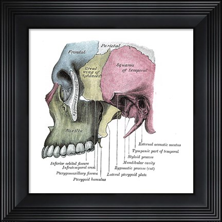 Framed Skull Diagram Print