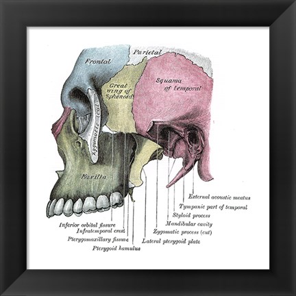 Framed Skull Diagram Print