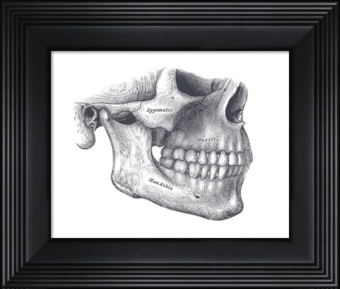Framed Skull Diagram Print