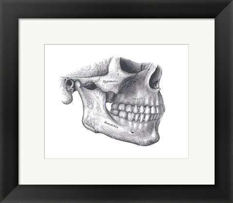 Framed Skull Diagram Print