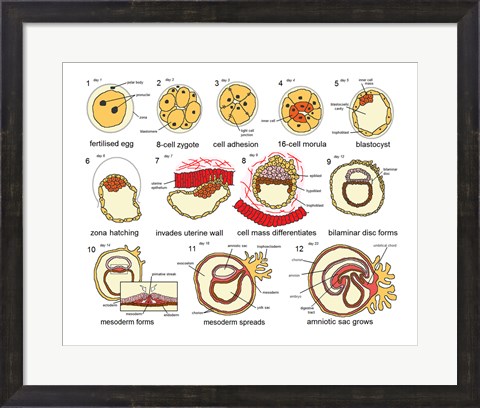 Framed Human Embryogenesis Print