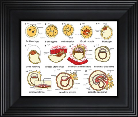 Framed Human Embryogenesis Print
