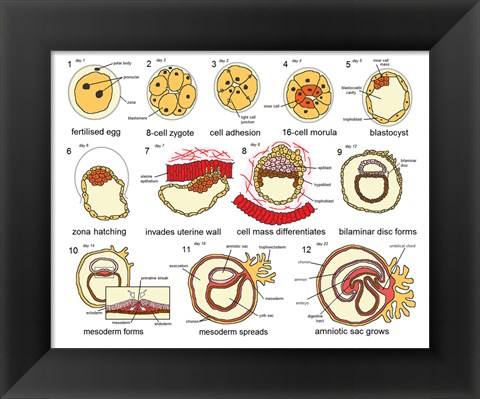 Framed Human Embryogenesis Print