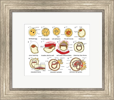 Framed Human Embryogenesis Print