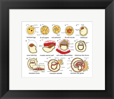 Framed Human Embryogenesis Print