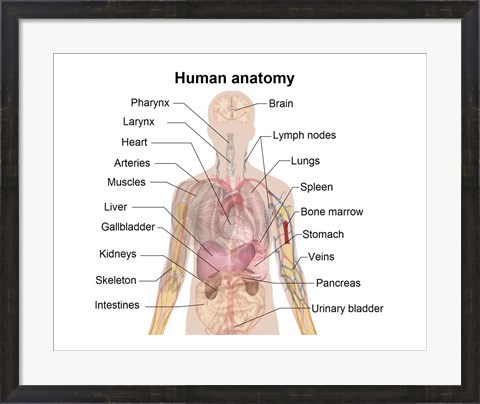 Framed Man shadow anatomy Print