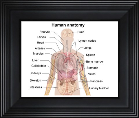 Framed Man shadow anatomy Print