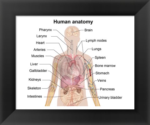 Framed Man shadow anatomy Print