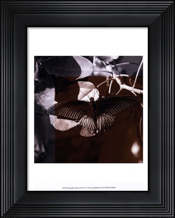 Framed Butterfly Study II Print