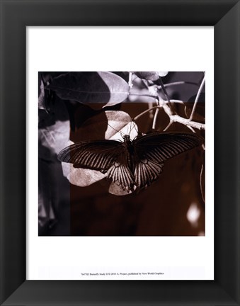 Framed Butterfly Study II Print