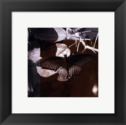 Framed Butterfly Study II Print