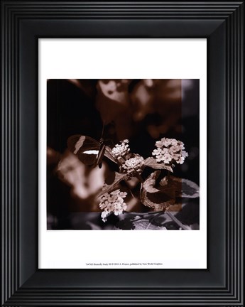 Framed Butterfly Study III Print