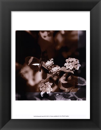 Framed Butterfly Study III Print