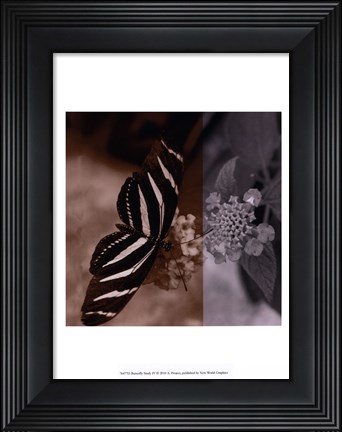 Framed Butterfly Study IV Print