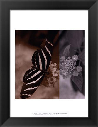 Framed Butterfly Study IV Print